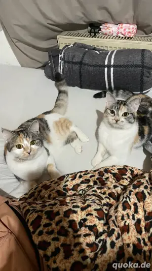 Zwei liebevolle Katzen abzugeben, nur in gute Hände