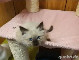 Heilige Birma Edelmix Katze