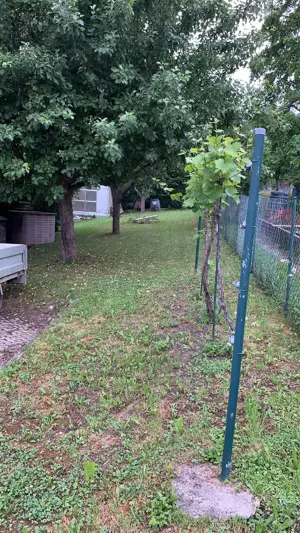 Idyllisches Gartengrundstück mit Südhanglage in 71299 Wimsheim   800 m  Bild 3