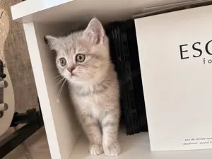 Reinrassige BKH Kitten