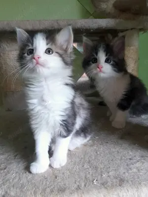 Norwegische Waldkatzen, Kitten