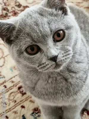 BKH Katze mit Stammbaum(Gerne für die Zucht)