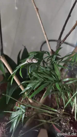 Trioceros hoehnelii