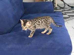 Bengal Kätzchen Black Silver Reinrassig Champion Linie