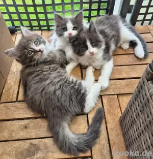 Wunderschöne Maine Coon Kitten 