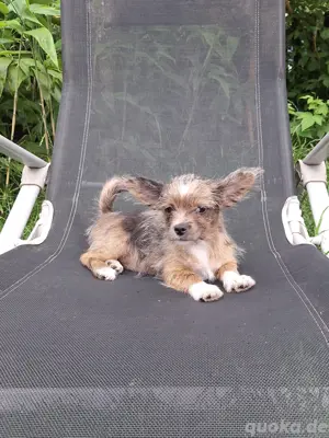 Mini Chiwalonka Welpe Hündin Bolonka Zwetna x Chihuahua wie Maltipoo Pomchi uvm...