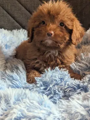 Cavapoo Welpen 