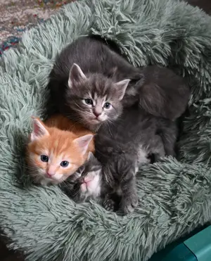 Maine Coon Kitten bereit für Besuch!