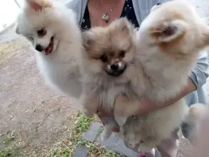 Pomeranian Boo Teddy 