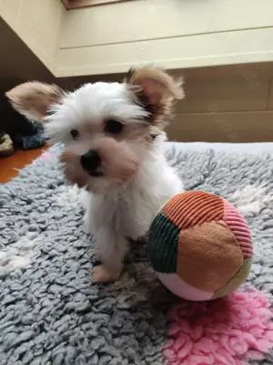Biewer Yorkshire Terrier Mix