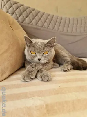 BKH Katze mit Stammbaum.(Gerne für die Zucht)