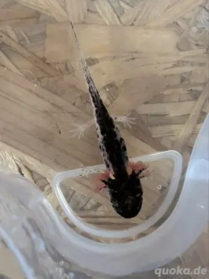 Extrem Harlekin Axolotl Zucht 2025