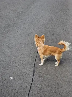 Chihuahua Rüde 1 Jahr 