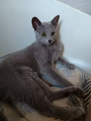  Elite Russisch blau Kitten geimpft, mit Stammbaum