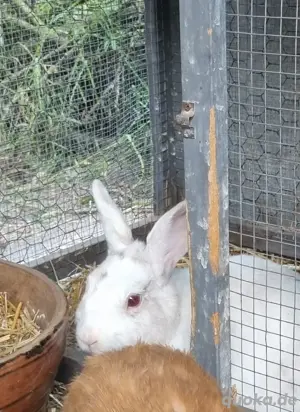 Verkaufe 1,5 Jahre alte Hasen  Bild 2