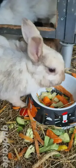Verkaufe 1,5 Jahre alte Hasen 