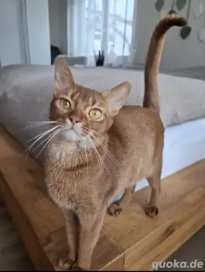 Abessinier Variant Katze (reinrassig)