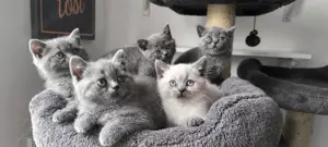 BKH Kitten blau  Ab 18.06.25 Auszugsbereit 