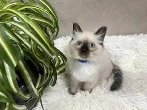 Heilige Birma Kitten