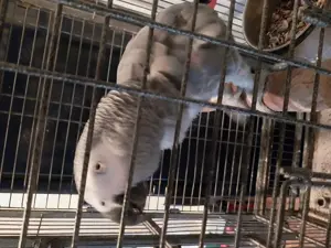 2 Graupapageien Männchen und Weibchen 