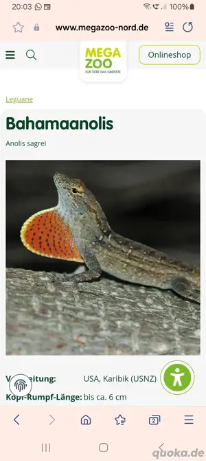 Bahama anolis abzugeben 