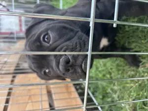 Old British Bulldog Welpen 