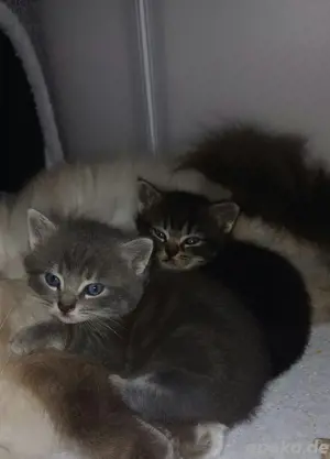 Heilige Birma MIX Kitten