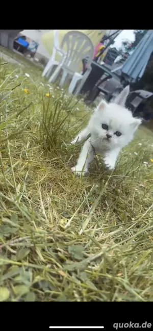 Britisch kurzhaar katzen