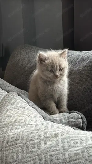 Bkh Kitten