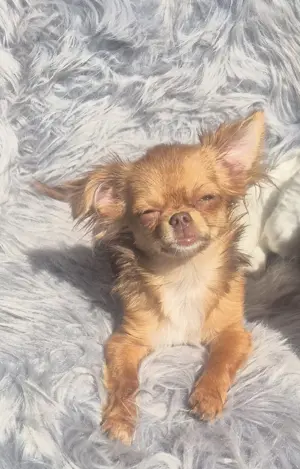Chihuahua 