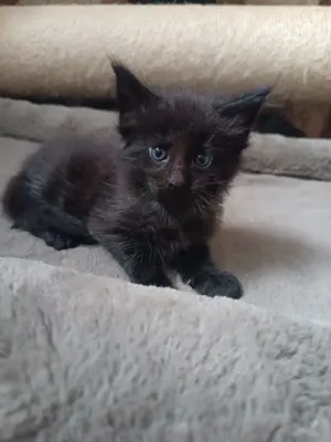 Sanfte Riesenbabys  Bild 7