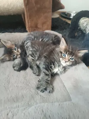 Sanfte Riesenbabys  Bild 8