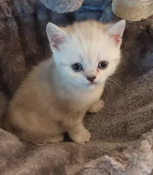 Schmusebedürftiger, reinrassiger BKH Kater seltene Fellfarbe
