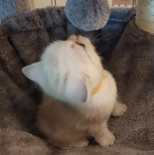 Reinrassige, süße BKH Kitten mit besonderer Farbe (Classic Point)