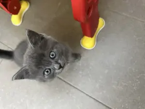 Kleine BKH Mix Kater suchen neue Dosenöffner