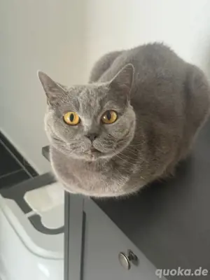 katze weiblich