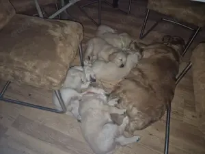 Golden Retriever Welpe