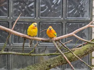 Zwei super schöne Singsittich Pärchen 