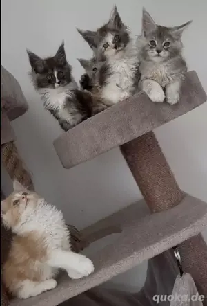 Maine Coon Kitten - dürfen bald ausziehen
