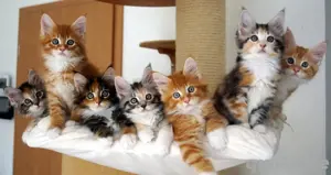 Verschmuste Maine Coon Babys