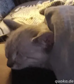 Siam Thai Kitten 