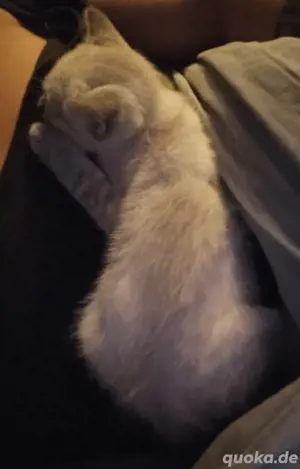 Siam Thai Kitten  Bild 3