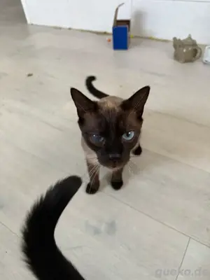 Zwei verschmuste Siam-Mix Katzen   Pepper & Chili suchen gemeinsam ein liebevolles Zuhause   