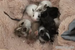 Degus Jungtiere 