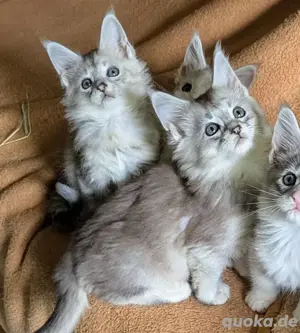 Maine Coon Kitten mit Stammbaum