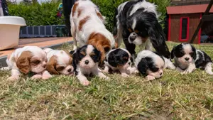 Cavalier King Charles Spaniel Welpen   ab Anfang Juli abzugeben!