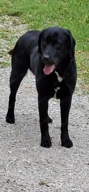 Labrador Hund zu verkaufen 