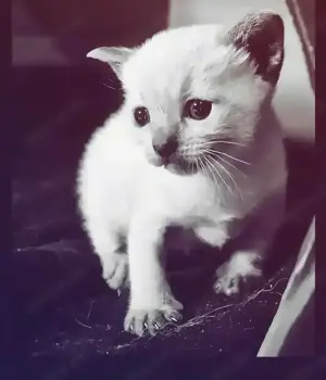 Siam Kitten Mädchen ab Mitte August Katze