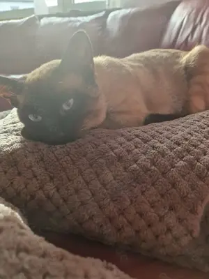 Siam Deckkater => Simba