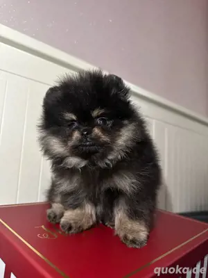 Super Mini Spitz